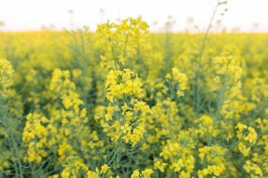 Kolza tohumu tarlası, çiçek açan kanola çiçekleri kapanıyor. Yazın sahada tecavüz. Parlak sarı kolza yağı. Çiçekli kolza tohumu