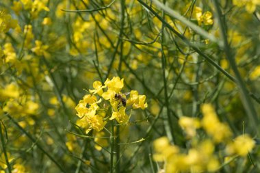 Kolza tohumu tarlası, çiçek açan kanola çiçekleri kapanıyor. Yazın sahada tecavüz. Parlak sarı kolza yağı. Çiçekli kolza tohumu