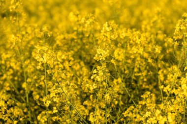 Kolza tohumu tarlası, çiçek açan kanola çiçekleri kapanıyor. Sahada tecavüz. 