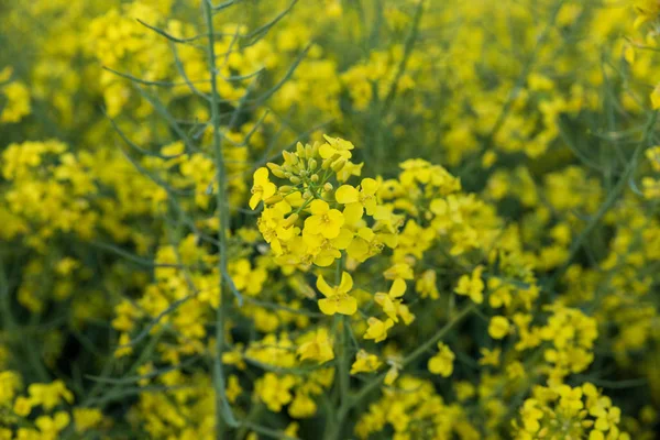 Rapeseed field, Blooming canola flowers close up. Rape on the field in summer. Bright Yellow rapeseed oil. Flowering rapeseed — Stock Photo, Image