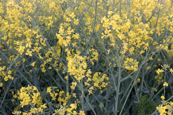 Campo de colza, flores de canola florecientes de cerca. Violación en el campo en verano. Aceite de colza amarillo brillante. Colza en flor —  Fotos de Stock