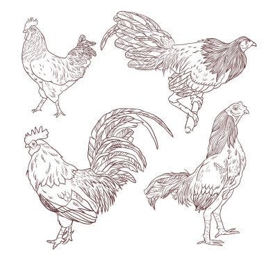 Horoz vektör Illustration. 2017 sembolü. Çin takvimi. Yeni yıl tasarım için vektör anahattı.