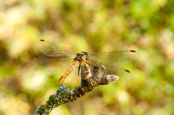 Dragonfly on a branch in the garden — Stock Photo, Image