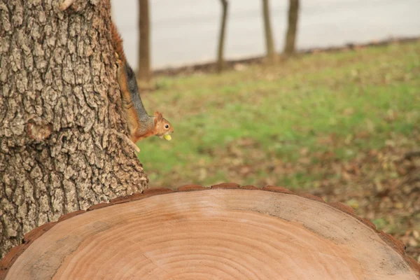 wood background and squirrel eat bonito