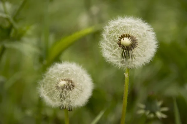 dandelion plant on green