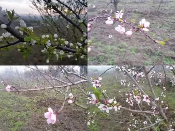 Fleurs de printemps au jardin de fruits — Video