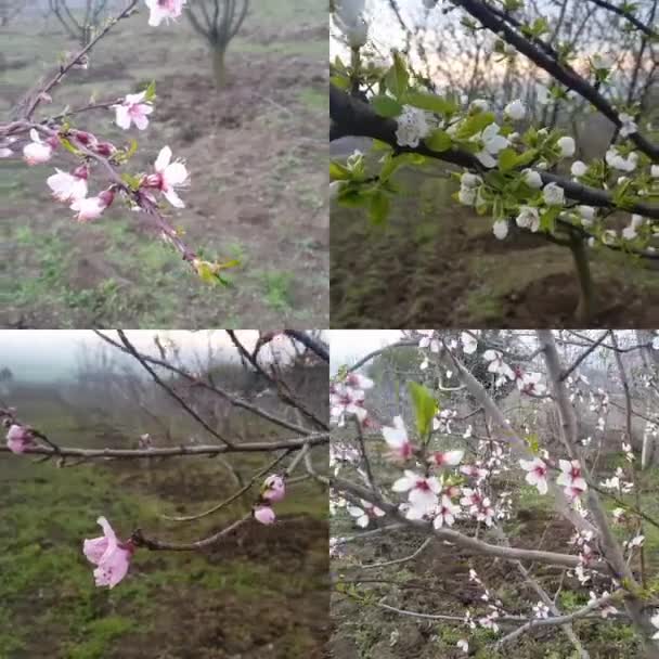 Träd blomma på våren — Stockvideo