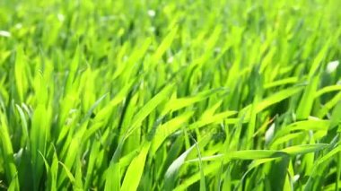 Çim rüzgarda sallayarak