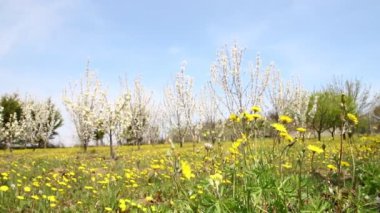 meyve bahçesinde çiçek