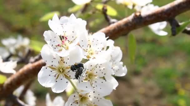 Zwarte insect op bloem — Stockvideo