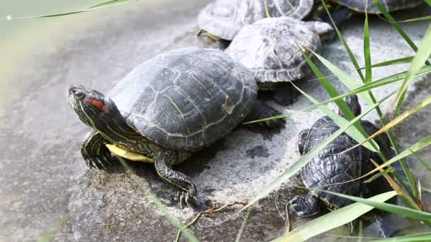 Familia de tortugas tomando el sol — Vídeo de stock