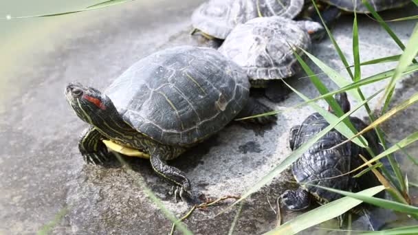 Schildpad familie zonnebaden — Stockvideo