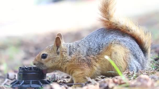 Écureuil eau potable — Video