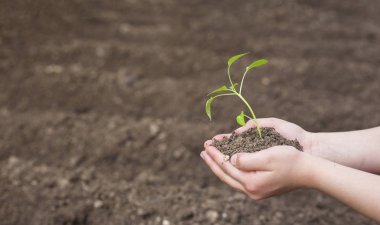 el biber bitki toprak üzerinde Filiz