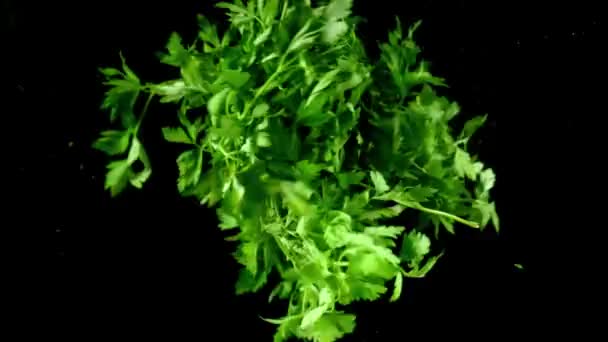 Parsley Bunch Moving Water Dark — Stock Video