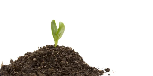 Nieuw ontstane plantenkiemen uit de bodem op een witte achtergrond — Stockfoto