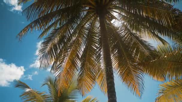 A trópusi tengerpart pálmafákkal — Stock videók