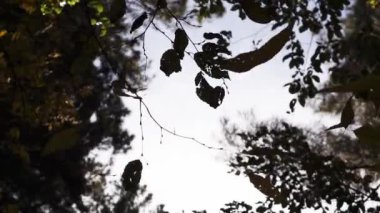 Turuncu ve yeşil sonbahar yaprakları düşüyor ağaçlardan