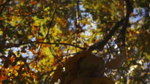 Помаранчеве і зелене осіннє листя, що падає з дерев — стокове відео