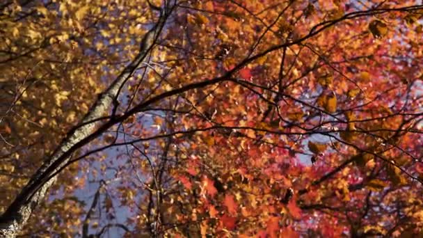 Оранжевые и зеленые осенние листья падают с деревьев — стоковое видео
