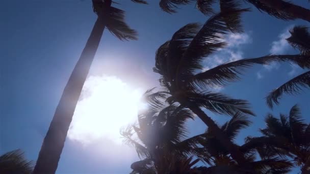 Palm träd vind på tropisk ö — Stockvideo