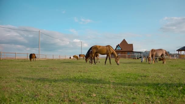农场里的马群在牧场上吃草 — 图库视频影像