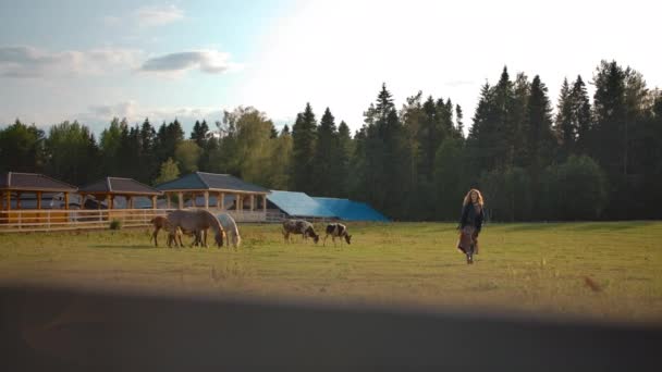 Mujer caminando en el paddock con animales de pastoreo — Vídeos de Stock