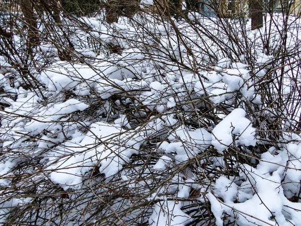겨울 숲 속의 눈덮인 나무들 . — 스톡 사진