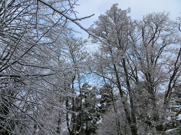 Sneeuw bedekt bomen in het bos. Eerste sneeuw. — Stockfoto