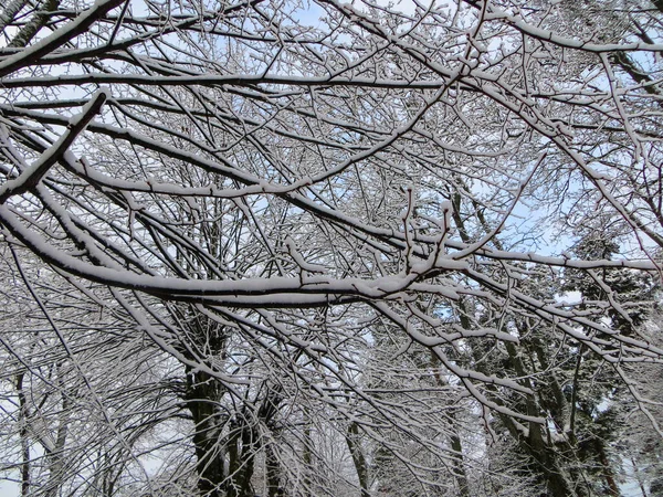 Заснеженные деревья в лесу. Первый снег . — стоковое фото