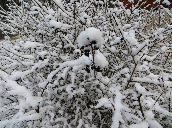 Schnee bedeckte Bäume im Wald. Erster Schnee. — Stockfoto