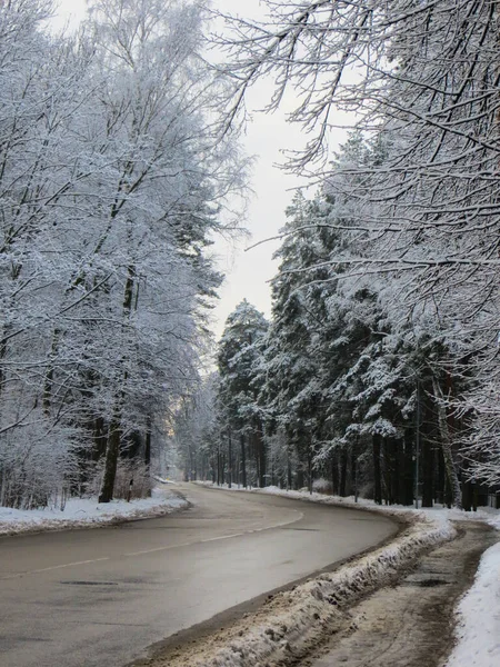 The road in the middle of snowy trees. The first snow, winter landscape.