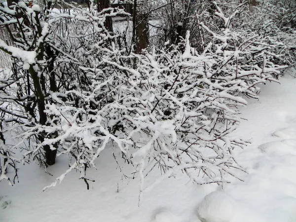 雪が森の木々を覆っていた。初雪. — ストック写真