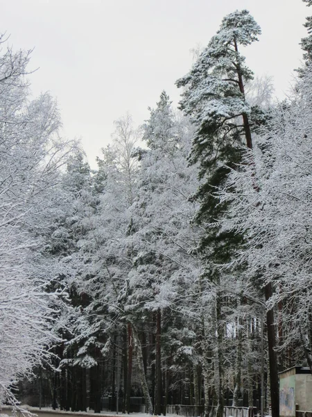 Árboles cubiertos de nieve en el bosque. Primera nieve . — Foto de Stock