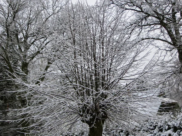 雪が森の木々を覆っていた。初雪. — ストック写真