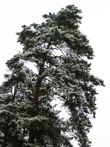 Hófákkal borított fák az erdőben. Első hó.. — Stock Fotó