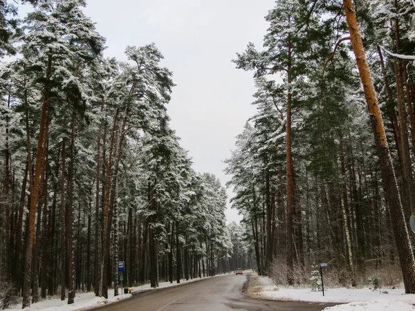 El camino en medio de árboles nevados. La primera nieve, paisaje invernal . — Foto de Stock