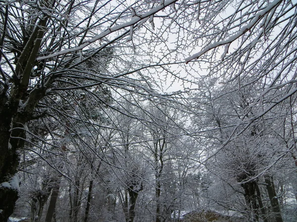 Hófákkal borított fák az erdőben. Első hó.. — Stock Fotó