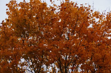 Scattered with yellow-orange leaves, maple tree branches in the park.