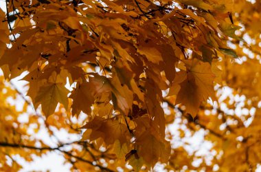 Scattered with yellow-orange leaves, maple tree branches in the park.