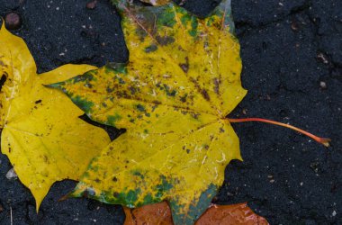 Yağmurdan sonra kaldırımda akçaağaç sarısı yaprak.