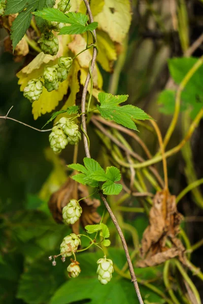 Ripe green hop cones on a branch. — Stock Photo, Image