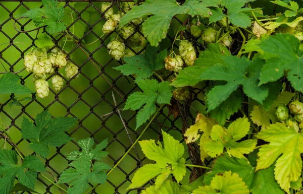 Cônes de houblon vert mûrs sur une branche . — Photo