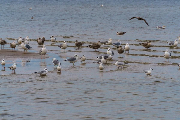 Sea gulls at sea in the water and in the sky in late autumn. — Stock Photo, Image