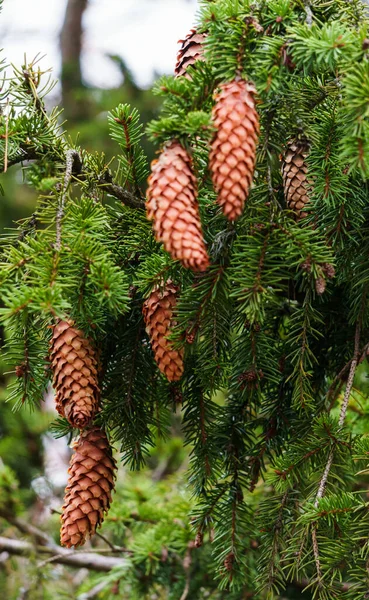 Young fir cones on the branches of spruce. — ストック写真