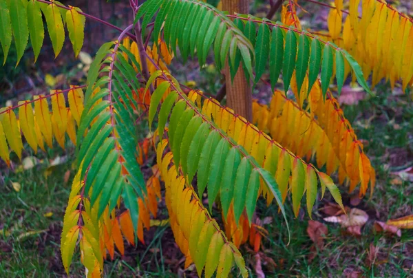 Kleurrijke kleurrijke bladeren van azijn boom in de late herfst. — Stockfoto