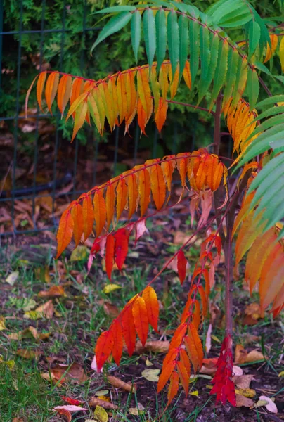 Красочные цветущие листья уксуса поздней осенью . — стоковое фото