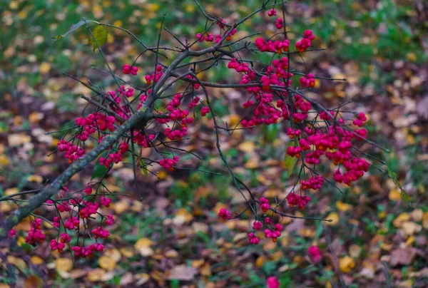 Bagas de laranja de efedra em conchas rosa em ramos no outono . — Fotografia de Stock