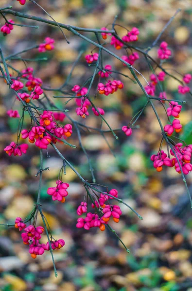 Ephedra bacche di arancia in gusci rosa sui rami in autunno . — Foto Stock