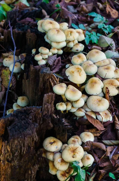 Fałszywe grzyby rosły na pniu. Trujące, niejadalne grzyby. — Zdjęcie stockowe